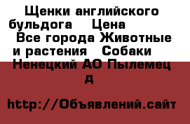 Щенки английского бульдога  › Цена ­ 60 000 - Все города Животные и растения » Собаки   . Ненецкий АО,Пылемец д.